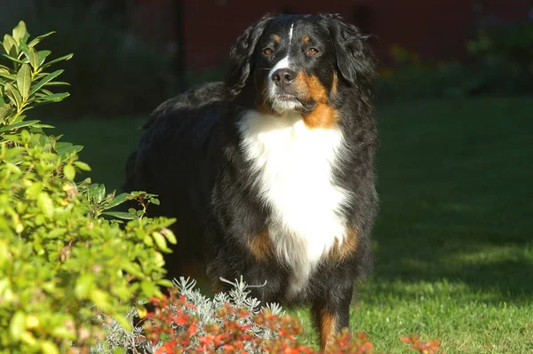 Retrato Cão Montanha Bonito — Fotografia de Stock