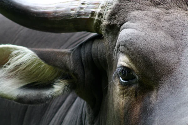 Closeup Animal Zoo — Stock Photo, Image