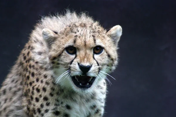 Leopardo Animale Predatore Gatto Grosso — Foto Stock