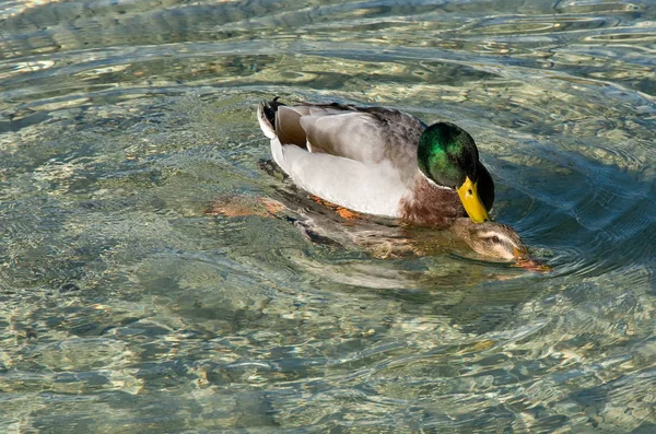 Utsikt Över Vacker Fågel Naturen — Stockfoto