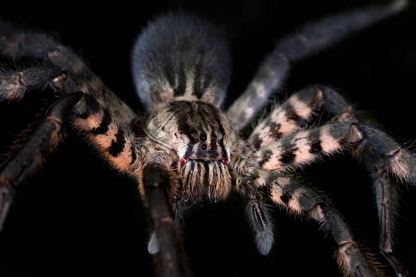 Araignée Effrayante Créature Insecte — Photo