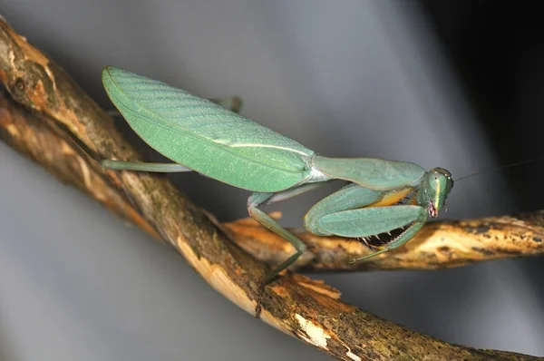 Schilderachtig Uitzicht Prachtige Vogel Natuur — Stockfoto