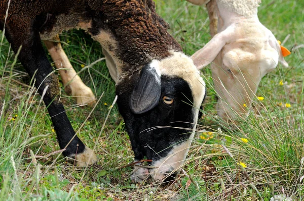 Naturskön Syn Jordbruket Selektiv Inriktning — Stockfoto