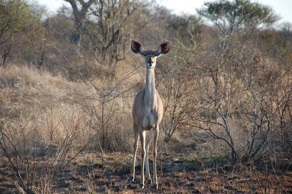 Springbok Parque Kruger — Fotografia de Stock