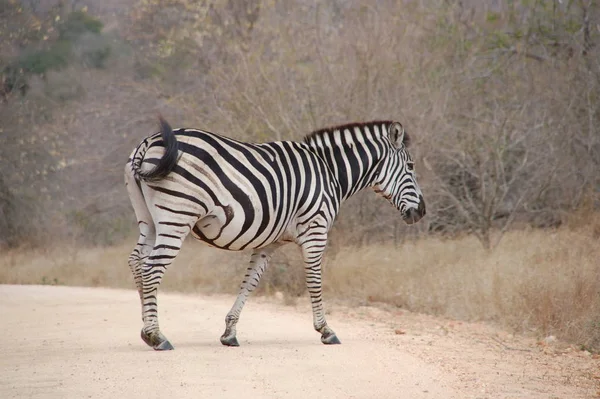Zebra Parque Nacional Kruger — Fotografia de Stock