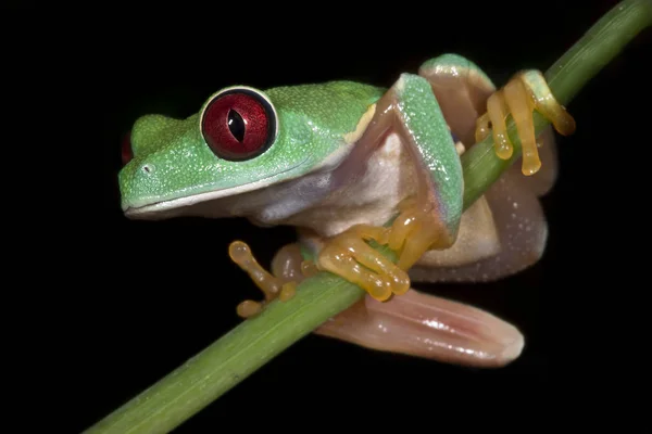 Nahaufnahme Von Wildfrosch — Stockfoto