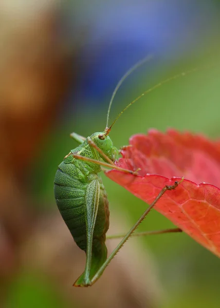 バッタ虫クリケット虫 — ストック写真