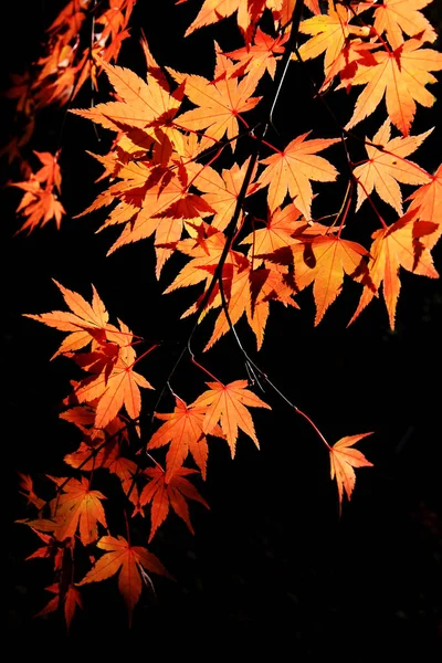 Japanese maple tree with leaves, foliage and flora