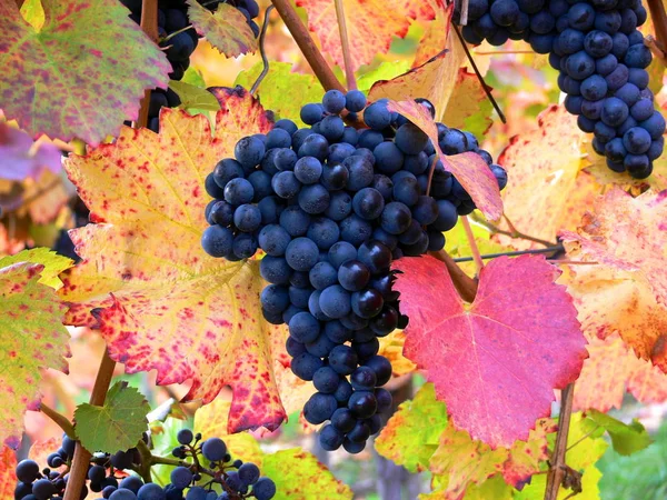 Videira Vinha Rural Conceito Uvas — Fotografia de Stock