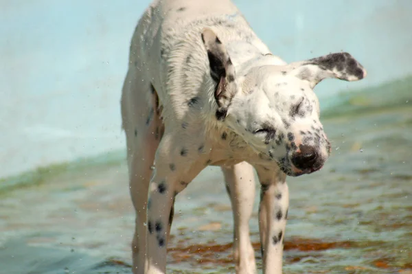 游泳池里的白狗 — 图库照片