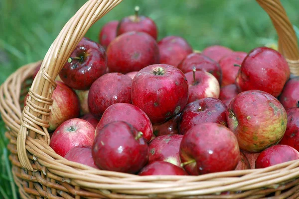 Pommes Dans Panier Récolte Automne — Photo