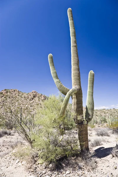 Saguaro Nemzeti Park Arizona Usa — Stock Fotó