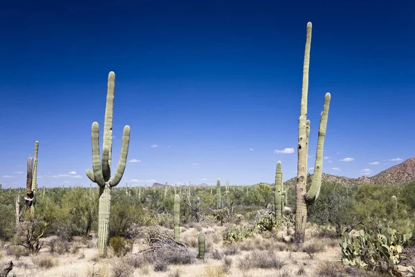 Saguaro Nationalpark Arizona Usa — Stockfoto