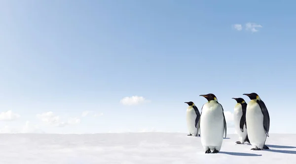 Leuke Pinguïns Bij Wild Nature — Stockfoto