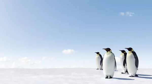 Vahşi Doğadaki Şirin Penguenler — Stok fotoğraf