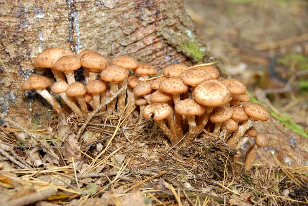 Crescente Cogumelos Coloridos Fundo Natureza — Fotografia de Stock