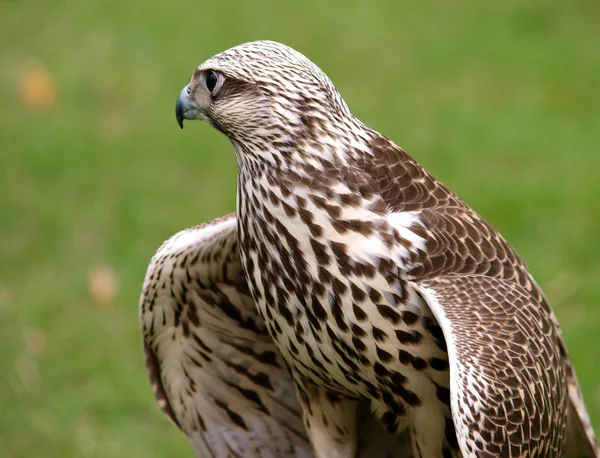 Pittoreska Fågel Tema Skott — Stockfoto