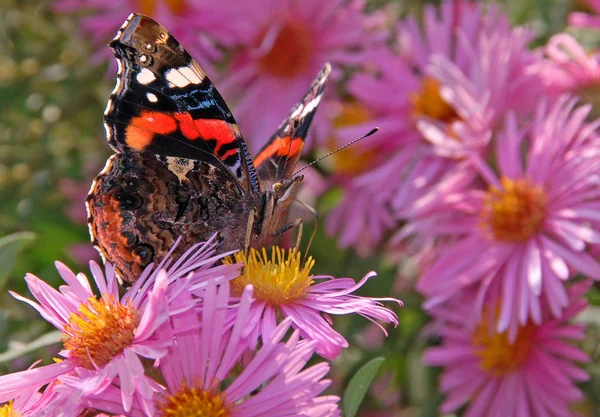 Close Van Een Insect Wilde Natuur — Stockfoto