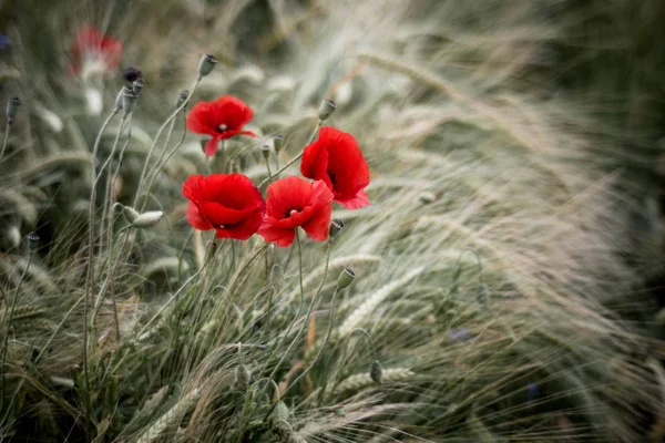 Close Visning Smukke Vilde Valmue Blomster - Stock-foto