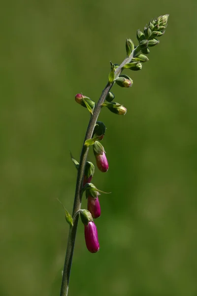 Foxglove Flower Bells Flora — Stock Photo, Image