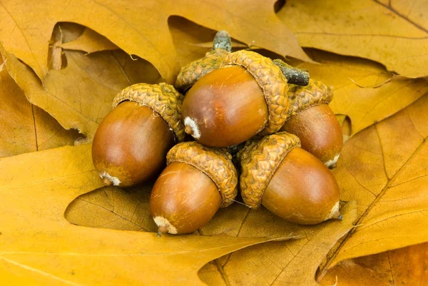 Schöne Botanische Aufnahme Natürliche Tapete — Stockfoto