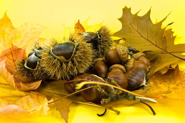 Chestnuts Acorns October — Stock Photo, Image