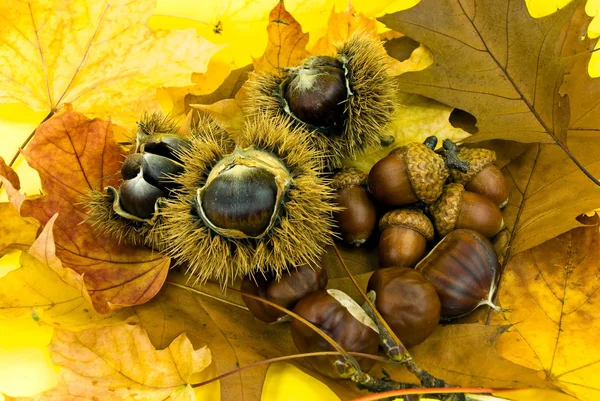 Chestnuts Acorns October — Stock Photo, Image