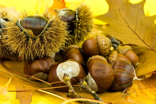 Kastanjes Eikels Oktober — Stockfoto