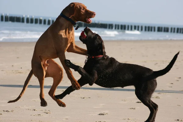 Twee Honden Spelen Met Een Hond Het Strand — Stockfoto