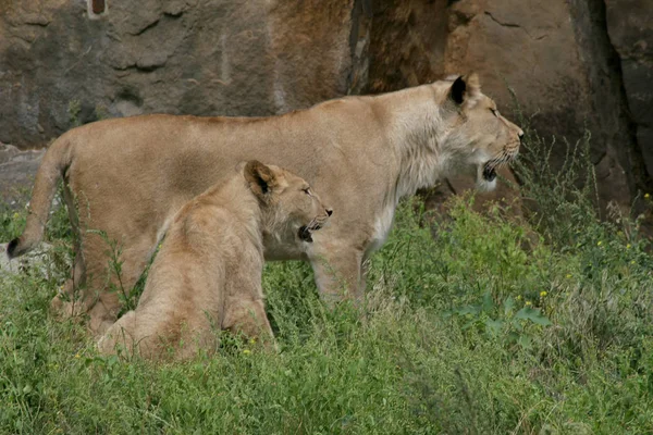 Lion Afrique Gros Chat Sauvage — Photo