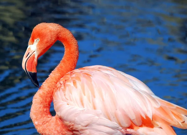 Vogel Thema Schilderachtig Schot — Stockfoto