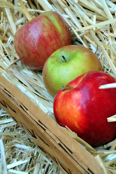 Συγκομιδή Μήλων Συγκομιδή Φρούτων — Φωτογραφία Αρχείου