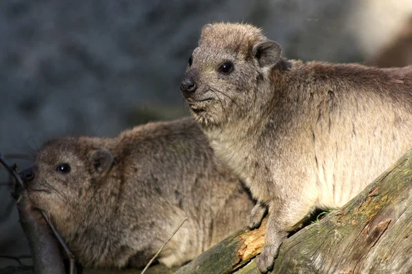 ハイラックス動物 哺乳類 ロックハイラックス — ストック写真