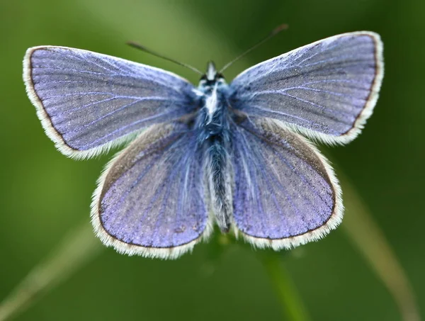 Closeup Borboleta Natureza Selvagem — Fotografia de Stock