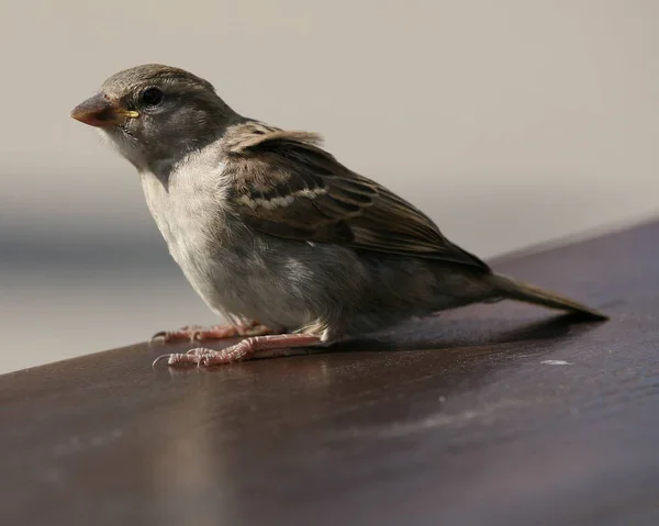 Мальовничий Вид Милого Птаха Горобця — стокове фото