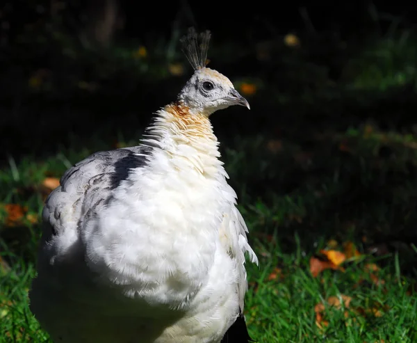 Peafowl Indiano Pavo Cristatus — Fotografia de Stock