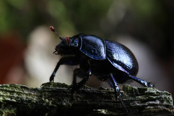 Closeup View Little Dung Beetle — Stock Photo, Image