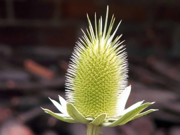 Bellissimi Fiori Sfondo Concetto Floreale — Foto Stock