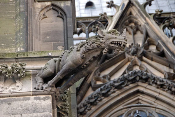 Gargoyles Кельнському Соборі — стокове фото