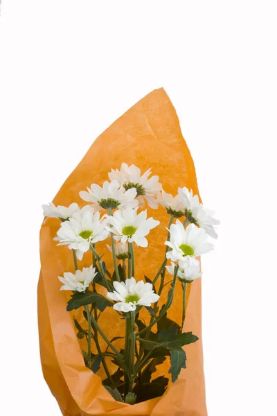 White Chrysanthemums Orange Packaging — Stock Photo, Image
