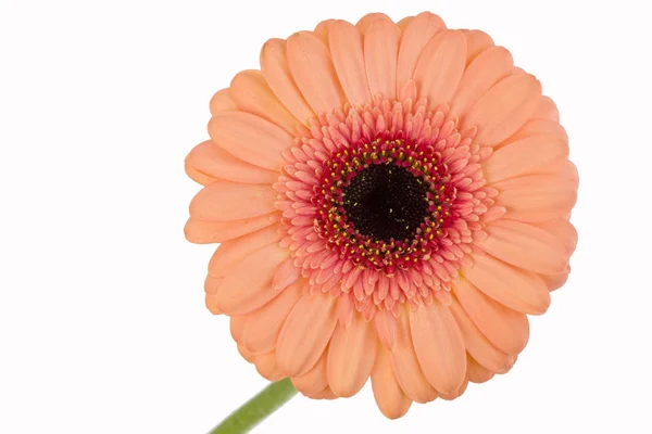 Gerbera Zomerbloem Bloemblaadjes — Stockfoto