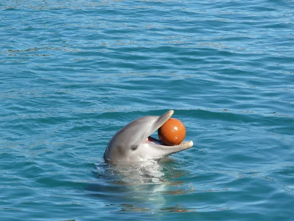 Delfin Ryby Wodne Zwierzę — Zdjęcie stockowe