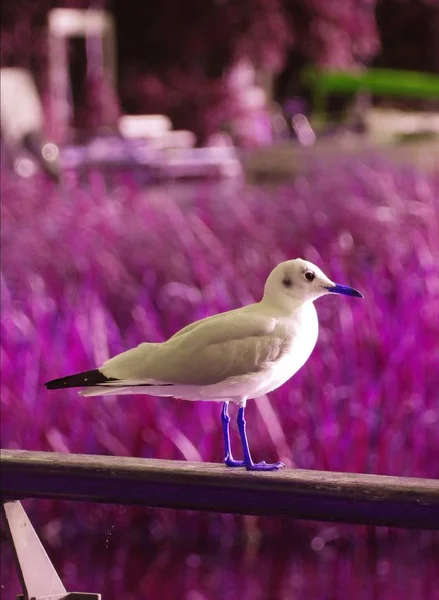 Vista Panorámica Hermosas Aves Gaviota Naturaleza —  Fotos de Stock