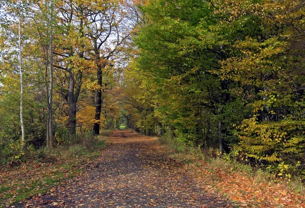 秋の森秋の紅葉 — ストック写真
