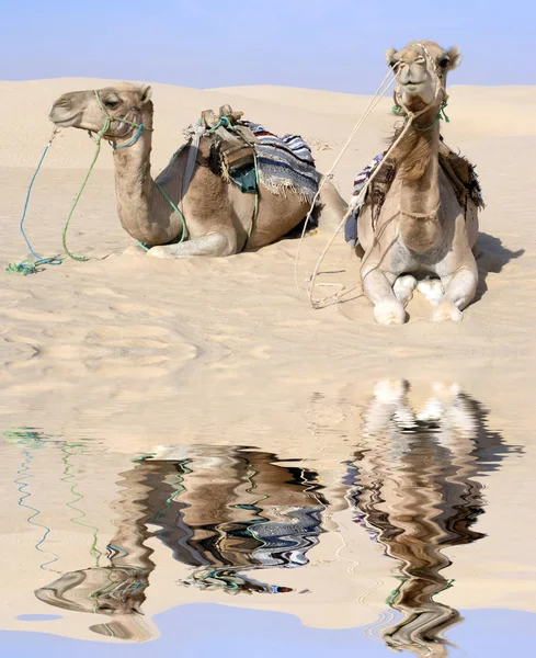 Camellos Oasis — Foto de Stock