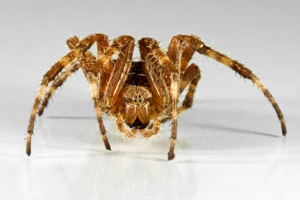 クモの虫怖い虫 — ストック写真