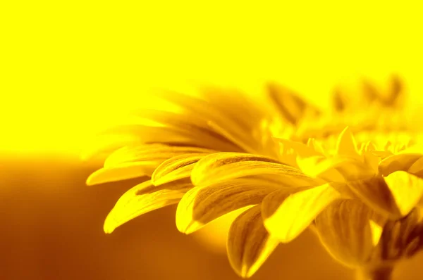 Gerbera Sommerblume Blütenblätter — Stockfoto