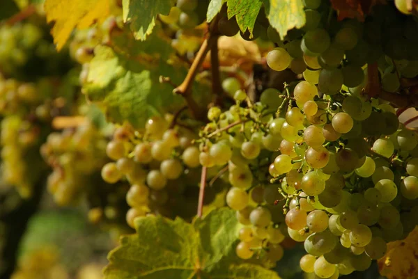 Uvas Que Crecen Viñedo —  Fotos de Stock