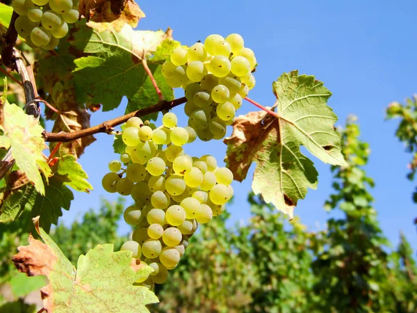 Uvas Blancas Creciendo Árbol — Foto de Stock