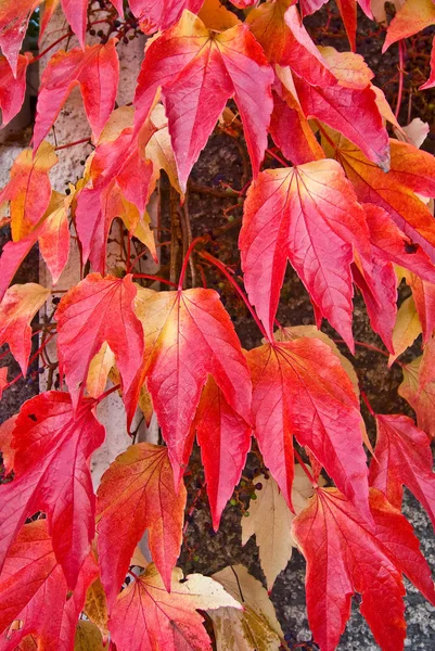 Prachtig Kleurrijk Herfstblad — Stockfoto